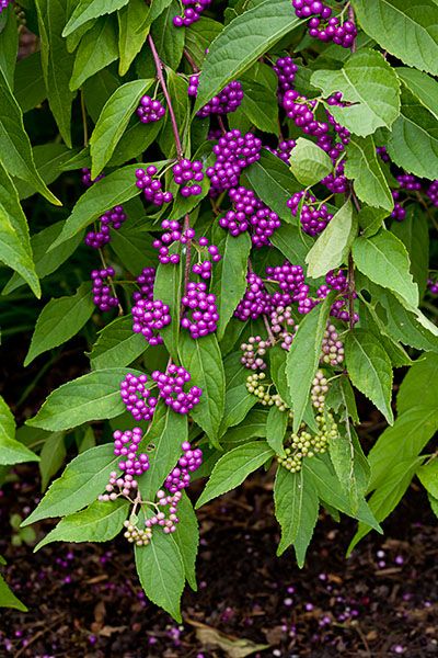 Jackie: The thing I love about the Beautyberry bush is that it ripens the berries in the fall and they stay on the branches in the winter, after the leaves fall off. Coralberry Bush, American Beauty Berry, Beauty Berry Bush, Beautyberry Bush, American Beautyberry, Beauty Berry, Spring Gardens, Rock Flowers, Berry Bushes