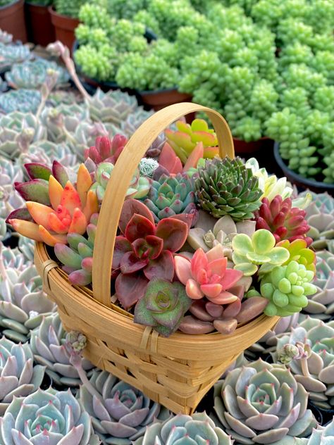 Mini Unrooted Succulent Cuttings Basket Tiny Succulent Pots Diy, Succulents In Baskets, Succulents In Mugs, Greenery Garden, Mug Succulent Planter, Plants In Mugs Succulents, Live House Plants, Succulents For Sale, Succulent Cuttings