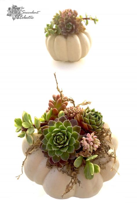 DIY Mini Succulent Pumpkins Tutorial | The Succulent Eclectic Succulent Projects, Succulent Pumpkin, Succulent Landscape Design, Pumpkin Arrangements, Succulent Landscaping, Succulent Cuttings, Flora Design, Succulent Wreath, Faux Pumpkins