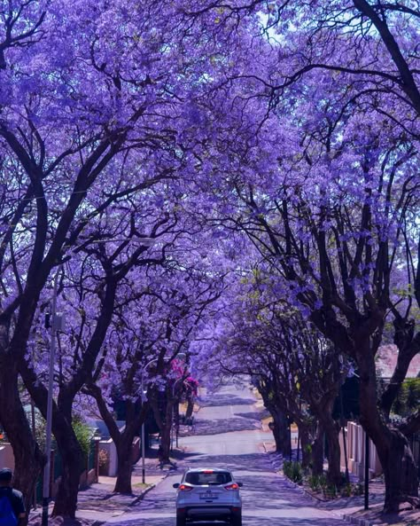 capturedbyhalima 3/3 💜💜💜 #jacarandatree#jacarandaseason#jacarandainyourpocket#jacarandas#joburg#discoverjoburg#explorejoburg#joburgphotographer#purple💜#southafrica#naturephotography#nature#naturelover#nature_photo#beautiful Purple Flower Tree, Flowers Dp, Jacaranda Trees, Johannesburg City, Sakura Aesthetic, Outside View, Jacaranda Tree, Mosque Art, Pretty Trees