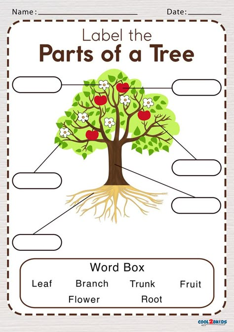 Parts of a Tree Worksheet | Cool2bKids Parts Of A Tree Worksheet, Parts Of A Tree, Tree Worksheet, Plants Worksheets, Family Tree Worksheet, Trees For Kids, Fun Worksheets For Kids, Planting For Kids, English Activities For Kids