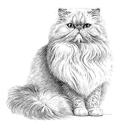 Persian Cat Drawing Sketch, Persian Cat Illustration, Fluffy Cat Sitting, Fluffy Cat Drawing, Persian Cat Tattoo, White Cat Drawing, Persian Cat Drawing, Persian Cat Art, Sitting Sketch