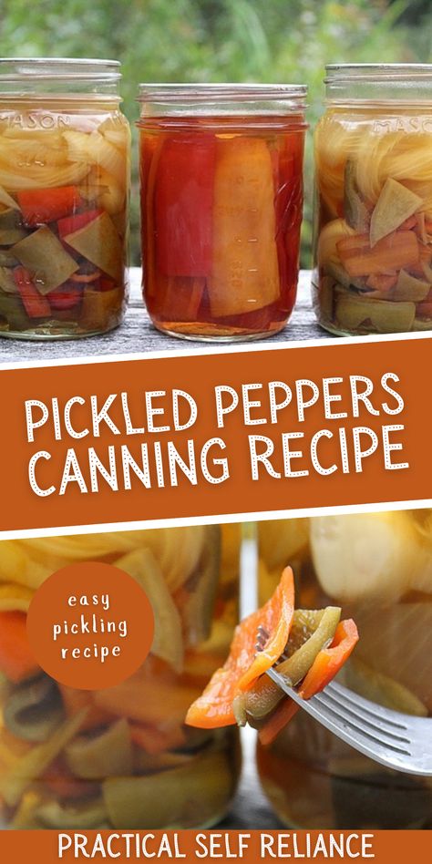 Pickled Peppers Canning Recipe - Thinking about pickling some peppers? You'll want to try this easy pickling recipe for canning! Learn how to pickle peppers of all kinds. From hot peppers to sweet banana peppers to jalapeno peppers! Pickle Peppers Canning, Pickled Bell Peppers Recipe Canning, Pickled Sweet Banana Peppers Recipe Canning, Pickled Yellow Banana Peppers, Green Pepper Canning Ideas, Pickled Sweet Peppers Canning, Pickled Peppers Canning, Canning Pepercinni, Pressure Canning Peppers