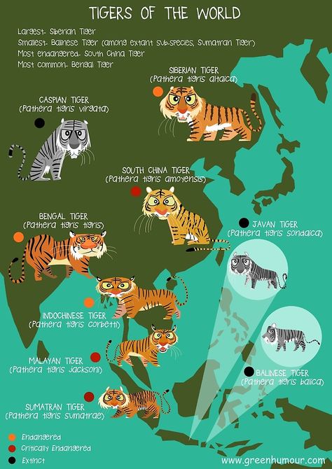 Tigers of the World by rohanchak Javan Tiger, Caspian Tiger, South China Tiger, Diwali Art, Tiger Facts, Tiger Species, Malayan Tiger, Animal Infographic, India Crafts