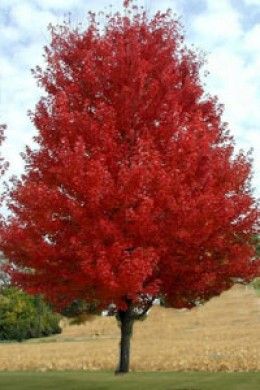 This is a have to have kind of tree!! So BEAUTIFUL!! Amur maple- 15-20' mature height- Oklahoma proven Acer Ginnala, Amur Maple, Autumn Blaze Maple, Red Maple Tree, Meteor Garden 2018, Magic Garden, Fast Growing Trees, Red Maple, Red Tree