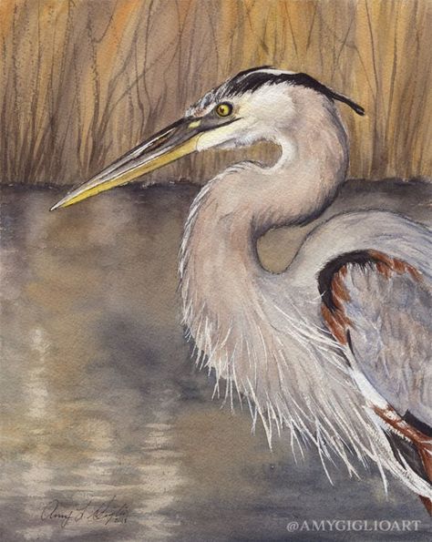 Grey Heron Watercolor by Amy Giglio - Doodlewash Louise Demasi, Heron Art, Paintings Tutorials, Grey Heron, Great Blue Heron, Watercolour Art, Blue Heron, Watercolor Artist, Learn To Paint