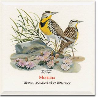 western meadowlark + bitterroot = montana Montana State Flower, American Meadows, Seed Favors, Flower Seeds Packets, Montana State, Buy Seeds, Sea To Shining Sea, State Birds, Search Page