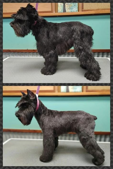 Snauzer Haircut Styles, Miniature Schnauzer Short Haircut, Mini Schnauzer Haircut, Short Schnauzer Haircut, Schnauzer Haircut, Snauzer Haircut, Schnauzer Haircut Hairstyles, Miniature Schnauzer Haircut, Mini Schnauzer Grooming Haircuts