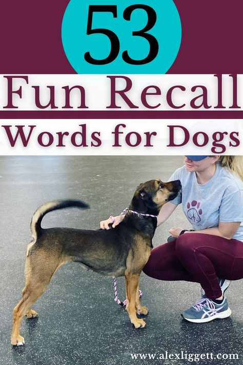 Teach recall to a stubborn dog by retraining your recall with a new word so that they have a good relationship with the word! Use this list to see what unqiue word you want to teach you dog! How To Teach A Dog Recall, Dog Tricks List, Recall Training For Dogs, Dog Recall Training, Pet Tricks, New Puppy Tips, Potty Training Schedule, Shih Tzu Training, Animal Rescue Ideas