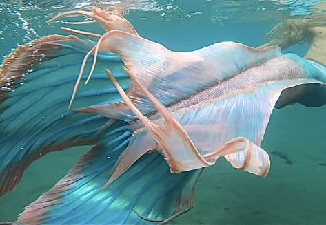 Mermaid Shifting, Realistic Mermaid Tails, Professional Mermaid, Realistic Mermaid, Mermaid Fin, Mermaid Photography, Life Under The Sea, Siren Mermaid, Mermaid Aesthetic