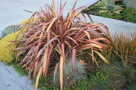 Phormium 'Jester' with companions | Flickr - Photo Sharing! Flax Lily, Shrubs For Borders, New Zealand Flax, Lily Seeds, Architectural Plants, Plant Wishlist, Flax Plant, Coastal Gardens, Evergreen Plants