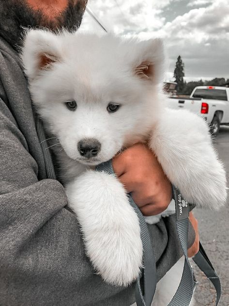 Samoyed Puppy, Really Cute Puppies, Samoyed Dogs, Super Cute Puppies, Really Cute Dogs, Cute Dog Pictures, Baby Animals Pictures, Cute Little Puppies