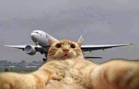 Have a nice weekend! www.aviationcv.com #aviation #funny #picture #cat #plane #friday Ireland Forest, Plane Memes, Snow Morning, Aviation Humor, Cat Profile, Best Selfies, Cat Selfie, Cute And Funny Animals, Cat Travel