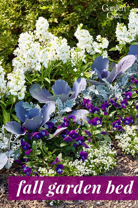 Pansies And Cabbage Flower Bed, Winter Annuals Flowers, Pansies In Flower Beds Front Yards, Pansy Garden Ideas, Fall Garden Bed Ideas, Winter Flower Beds Ideas Front Yards, Winter Flower Beds, Fall Flower Bed Ideas, Violas Flowers