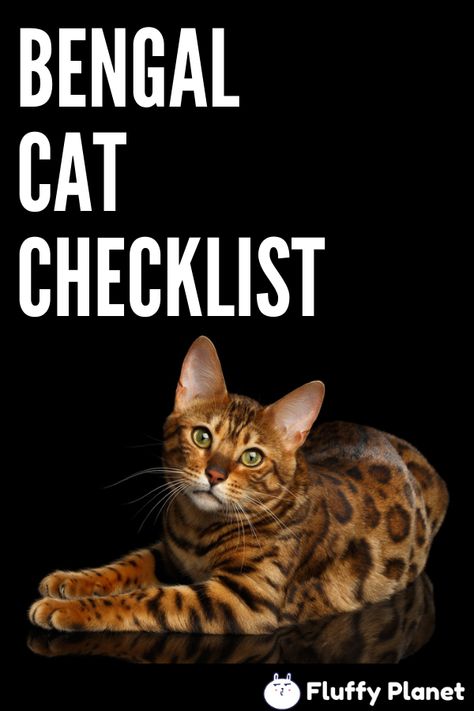 Bengal Cat Cat Checklist, Kitten Accessories, Cat Supplements, Cat Essentials, Bengal Kitten, Bengal Cats, Kitten Toys, Ragdoll Kitten, Dry Cat Food