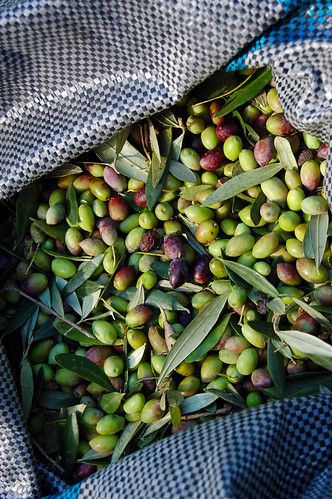 Fresh-picked during the olive harvest on the Greek island … | Flickr Olive Harvest, Crete Island, Olive Oils, Crete Greece, Olive Gardens, Green Collection, Greek Island, Olive Tree, Greek Recipes