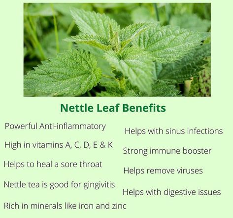 Nettle Tea, Nettle Leaf Benefits, Nettle Tea Benefits, Foods To Balance Hormones, Tea Benefits, Essential Oil Diffuser Blends Recipes, Health Knowledge, Health Challenge, Good Health Tips