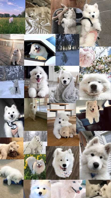 Aesthetic samoyed aesthetic wallpaper/lockscreen for iphones, 750x1334! Samoyed Wallpaper Aesthetic, Husky Puppies Wallpaper, Samoyed Dogs Aesthetic, Samoyed Dogs Wallpaper, Aesthetic Samoyed, Samoyed Aesthetic, Samoyed Wallpaper, Cute Dogs Wallpaper Iphone, Iphone Wallpaper Dog