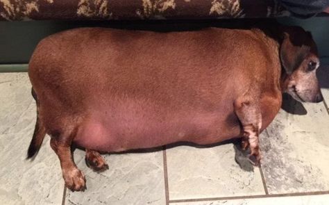 Humans aren’t the only ones who can have successful weight loss stories. Eight months ago, a 7-year-old obese dachshund appropriately named “Fat Vincent” tipped the scales at 38 p… Puppies Golden Retriever, Fat Dogs, Animal Rescue Stories, Boxer Puppies, Animal Nutrition, Weiner Dogs, Dog Food, Animal Lovers, Animal Rescue