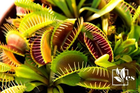 6 Plants That Eat Mosquitoes: Alternative Insect Control Orchid Fertilizer, Bog Garden, Plant Structure, Piping Flowers, Mosquito Control, Pitcher Plant, Organic Soil, Venus Fly Trap, Fly Traps