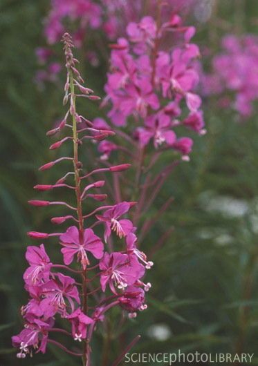 Rosebay willow herb Willow Herb, Garden Flowers, Flower Garden, Wild Flowers, Blossom, Herbs, Yard, Drawings, Plants