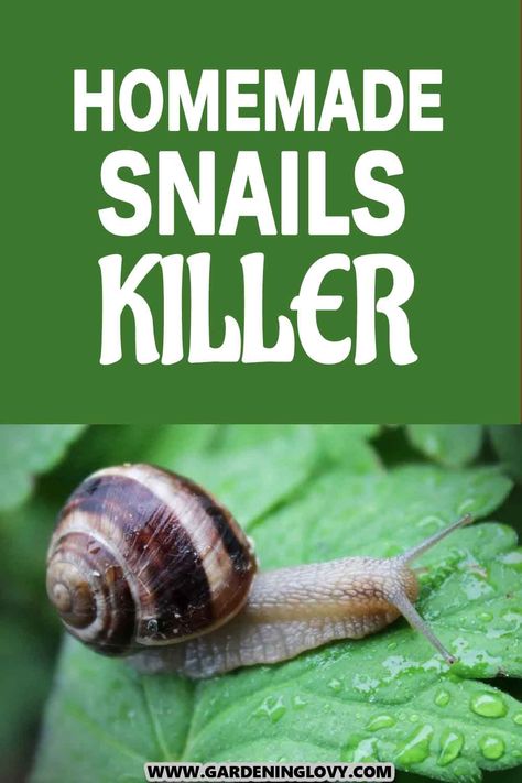 While many of us recognize that snails are indeed a normal feature of the earth, we don’t want to start sharing a living area with them. In this post, you'll learn how to tackle snails using homemade snails killer. Snail Bait Homemade, Get Rid Of Snails In The Garden, How To Get Rid Of Snails In Garden, Food When Sick, African Snail, Snails Recipe, Peace Lillies, Slugs In Garden, Xhosa Attire