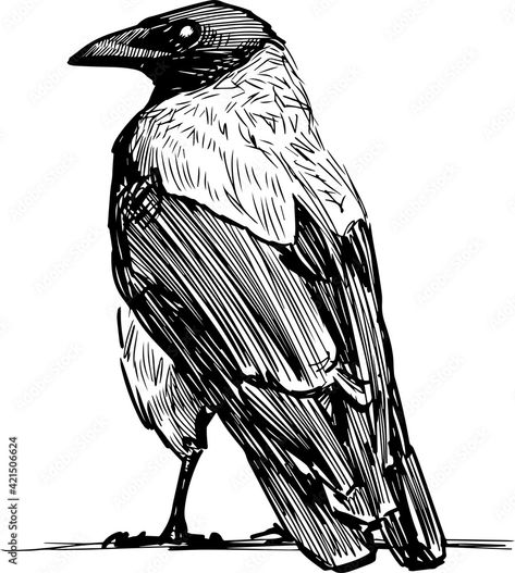 Crow Images, Crows Drawing, Raven Bird, Crow Tattoo, Bird Sketch, Crow Art, Raven Art, Image Film, Crows Ravens