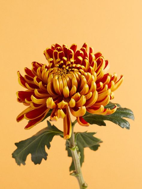 Chrysanthemum, Google Search, Orange, Yellow, Flowers, Green, Red