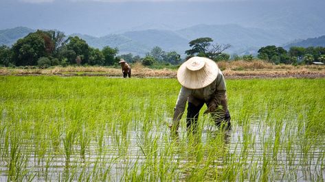 Rice Crop, Target Food, Farmers Day, Farming Guide, Crop Insurance, Farming Business, Asia Tenggara, Zhengzhou, Behance Net