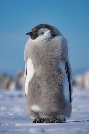 Why are these emperor penguin chicks jumping from a 50-foot cliff? Bertie Gregory, Emperor Penguin Chick, Emperor Penguins, Sea Ice, Emperor Penguin, Baby Penguins, Humpback Whale, January 2024, Brown Bear