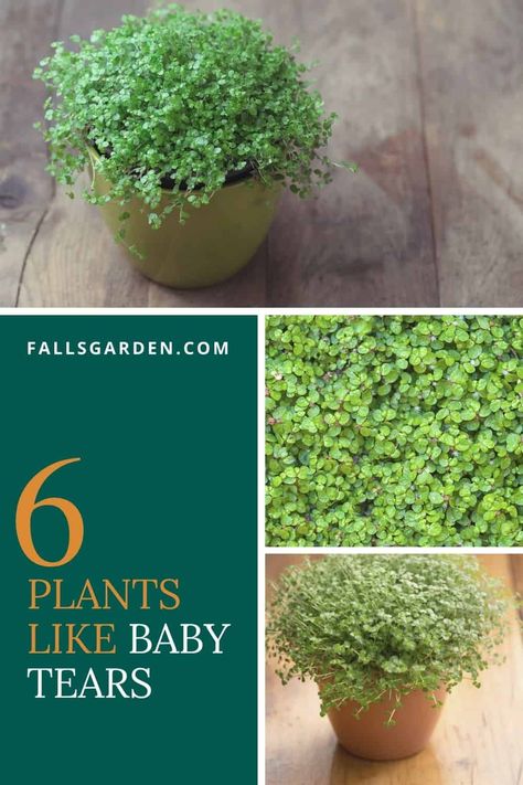 6 Plants That Look Like Baby Tears Jobs Tears Plant, Plant Names For Boys, Plants That Don’t Need A Lot Of Light, Baby Tears Plant, Spider Plant Babies, Ficus Pumila, Garden Weeds, Plants Decor, Liquid Fertilizer