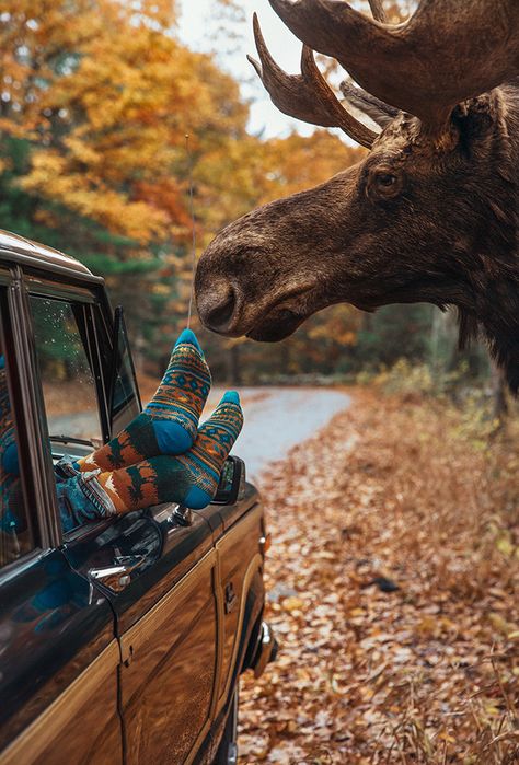 Azimuth Circle, Autumn Pictures, Moose Lodge, Autumn Animals, Kiel James Patrick, Classy Girls Wear Pearls, Bull Moose, Cabin Socks, Fall Road Trip