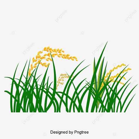 Rice Grain Drawing, Golden Rice, Fried Rice With Egg, Grass Background, Rice Field, Rice Grain, Wheat Fields, Tree Illustration, Paper And Ink