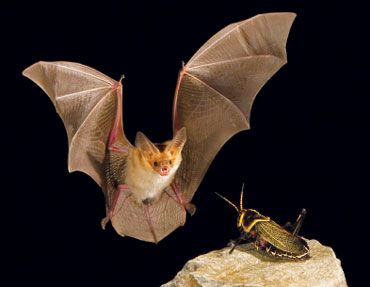 Bat Photos, Bat Species, Bat Flying, Bat Tattoo, Fruit Bat, Vampire Bat, Animal Kingdom, Animal Photography, In The Dark