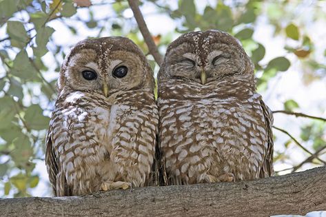 Northern Spotted Owl, Owl Facts, Spotted Owl, Beautiful Owls, Barred Owl, Hoot Owl, Owl Pictures, Beautiful Owl, Cute Owl