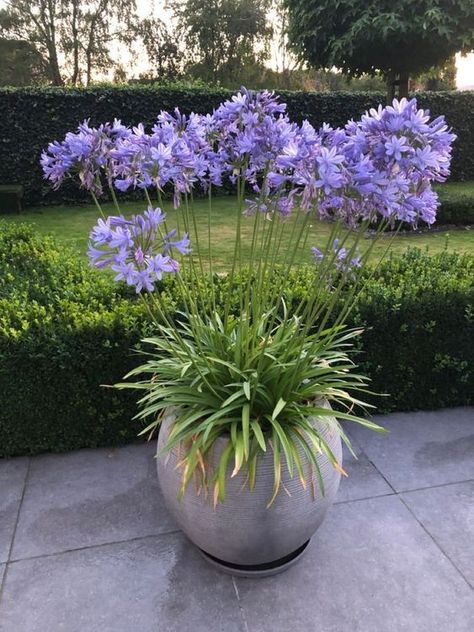 Incredible Garden Makover | Garden Decor Agapanthus In Pots, Hydrangea Landscaping, Plant Pot Design, Patio Flowers, Garden Plant Pots, Cottage Garden Design, Balcony Plants, Flower Pots Outdoor, Garden Makeover