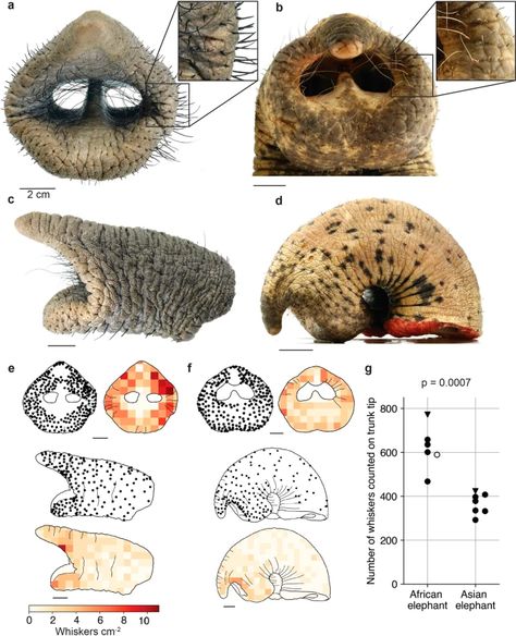 The functional anatomy of elephant trunk whiskers | Communications Biology Elephant Teeth, Elephant Anatomy, Functional Anatomy, Anatomical Study, Newborn Elephant, African Savanna, School Creative, Elephant Trunk, Asian Elephant