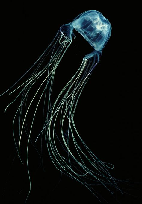 Jelly Fishes, Box Jellyfish, Jellyfish Photo, Jelly Jelly, Deadly Animals, Sea Jellies, Jellyfish Craft, Marine Wildlife, Cnidaria