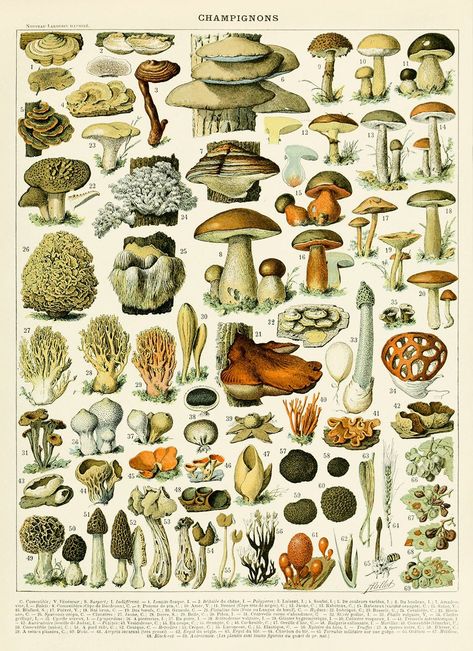 Mushrooms Poster, Depicts a diagram of multiple species of mushrooms from the fungus kingdom. Adolphe Millot Champignons Illustration, Circa 1800s AM39 DETAILS * Sprayed with a protective coating to shield from UV Rays, dust and moisture. * Printed on a smooth enriched archival paper with a matte finish. * Printed to order using archival pigmented inks on acid free materials. PRINT SIZE + CUSTOMIZATION * Print is borderless, if you require extra border just ask. * If you require a size not liste Different Types Of Mushrooms, Types Of Mushrooms, Adolphe Millot, Mushroom Poster, Mushroom Pictures, Illustration Botanique, Vintage Mushroom, Vintage Botanical Prints, 20 Century