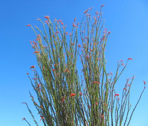 10 ocotillo facts that will make you love this desert plant even more | tucson life | tucson.com Ocotillo Landscaping, Ocotillo Cactus, Ocotillo Plant, Arizona Plants, Arizona Garden, Cactus Drawing, Living Fence, Weird Plants, Dry Garden