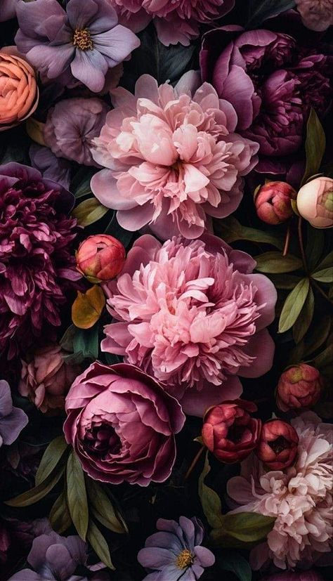 Romantic Floral Wallpaper, Dark Floral Wallpaper Iphone, Peonies Wallpaper Iphone, Autumn Flowers Wallpaper, Floral Photography Art, Flores Wallpaper, Floral Phone Wallpaper, Moody Flowers, Peonies Wallpaper