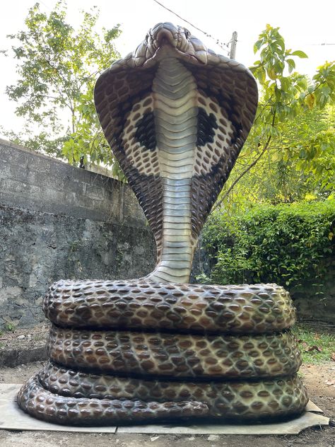 King Brown Snake, Hissing Snake, Big Snakes, Anime White Hair Boy, Snake Breeds, Indian Cobra, Big Snake, Snake Photos, Large Snake