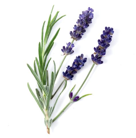 Lavender    Lavandula angustifolia    A well known hydrating and calming essential oil, often used in aromatherapy and cosmetic preparations. It is used to rebalance dryness on the skin leaving it feeling refreshed and hydrated. Grown and tended on the Jurlique Farm. Nature Reference, Lavender Leaves, Lavender Petals, Concept Board, Lavandula Angustifolia, A Well, The Skin, Purple Flowers, Provence