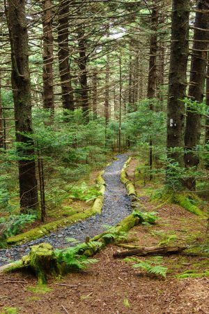 Pathway In Forest, Walking Trail Aesthetic, Appalachian Forest, Roan Mountain, Forest Life, Wood Cabin, Walking Trail, Camino Real, The Appalachian Trail