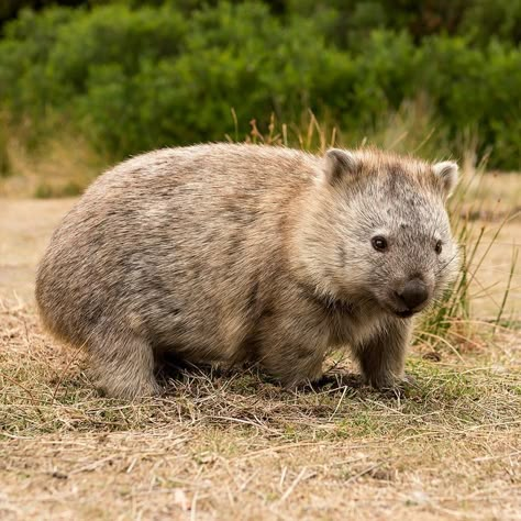 Cute Wombat, Australian Mammals, Australian Animals, Brown Bear, Beautiful Creatures, Reptiles, Mammals, Coloring Books, Vision Board