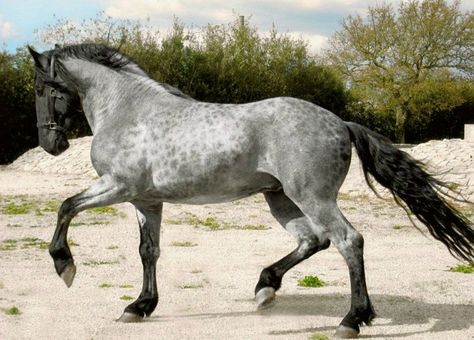 #lieberDschinni ich träume von einem Murgesen als Wegbegleiter! Blue Roan Horse, Native Horse, Unusual Horse, Rare Horses, Horse Photo, Horse Colors, Show Horse, Blue Roan, Majestic Horse