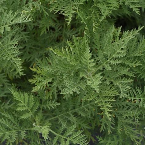 Artemisia gmelinii SunFern™ Arcadia Ficus Benjamina, Short Plants, Ivy Plants, Leafy Plants, Butterfly Bush, Summer Plants, Herbaceous Perennials, Hardy Perennials, Sun Sets