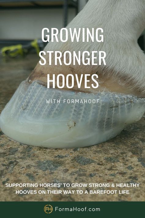 Do you want your #horse to go barefoot in the future but avoid the long and stressful transition period? FormaHoof application allow your horse to grow stronger #hooves and thicker sole within short term and allow an easy and hassle-free transition to barefoot. FormaHoof allows #horses to increase the blood flow and enhance natural #hoof growth whilst protecting the hoof on their way to become stronger. Horse Hoof, Become Stronger, Hoof Care, Grow Strong, Blood Flow, Step Guide, To Grow, The Future, Step By Step