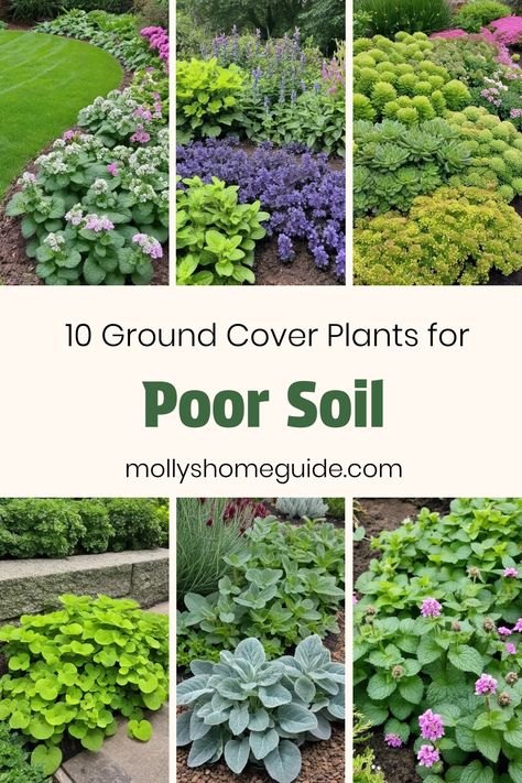 Looking to enhance your landscape with low-maintenance ground cover plants? Explore a variety of options such as ground cover plants for poor soil or clay soil, perfect for areas with poor drainage. Discover drought-tolerant groundcovers that thrive in challenging conditions, adding both color and texture to your garden. Whether you're creating a colorful rock garden or looking for great groundcovers for shade, these plants are ideal for creating an eye-catching and sustainable outdoor space. Ground Cover For Rock Garden, Garden Ground Cover Ideas, Shade Loving Ground Cover, Walkable Ground Cover, Plants For Rock Garden, Ground Cover Shade, Ground Cover Flowers, Low Growing Ground Cover, Best Ground Cover Plants