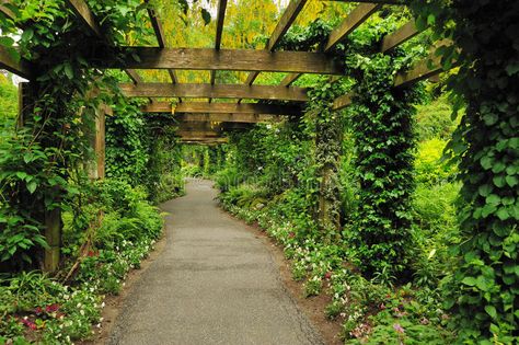 Pergola. With grape and ivy in the garden , #Sponsored, #grape, #Pergola, #garden, #ivy #ad Pergola Ideas, Outdoor Areas, In The Garden, Ivy, Pergola, Grapes, Designer Wallpaper, Royalty Free Stock Photos, Country Roads